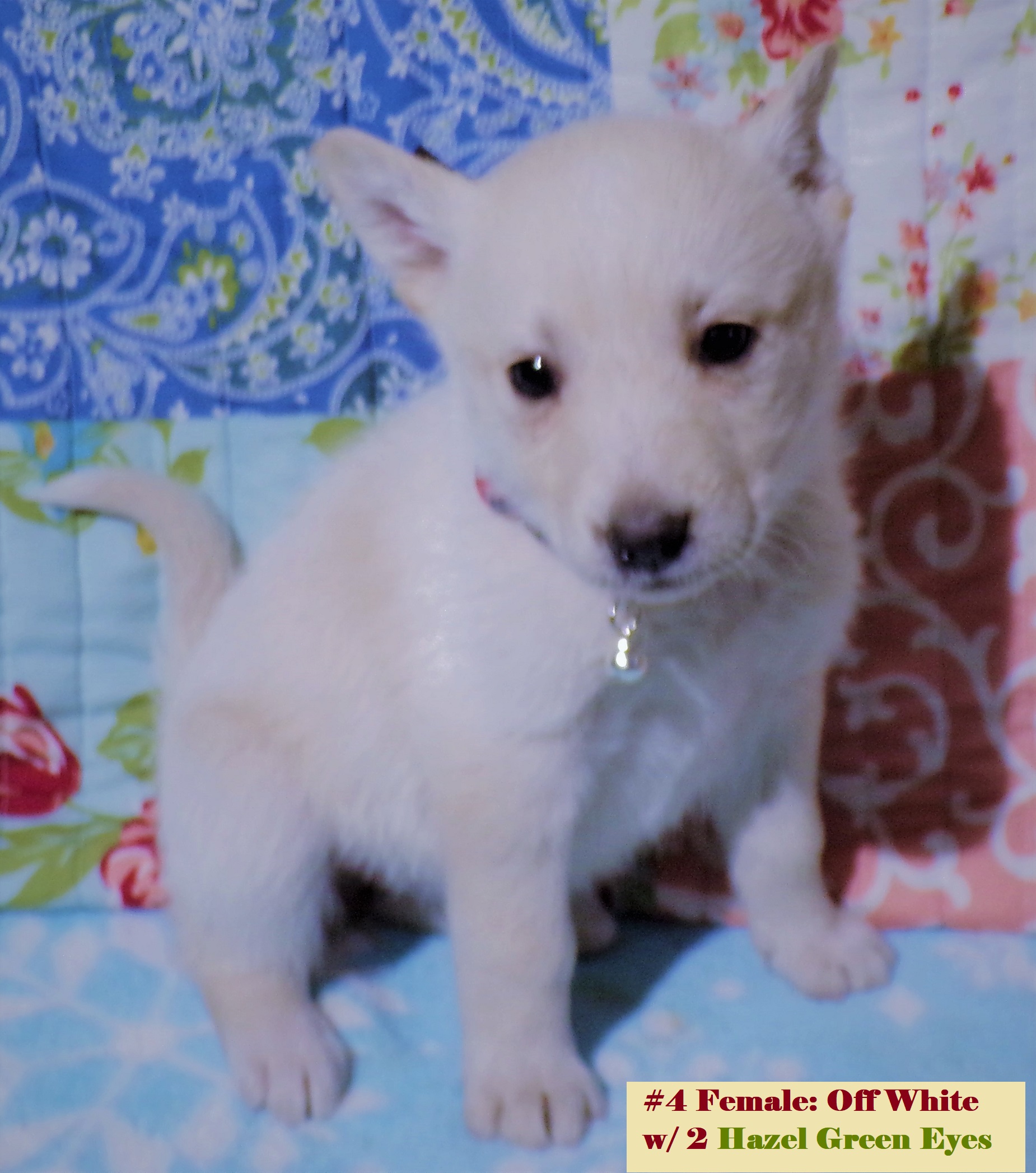 SIBERIAN HUSKY ELKHOUND PUPPIES ~ Blue or Green Eyes