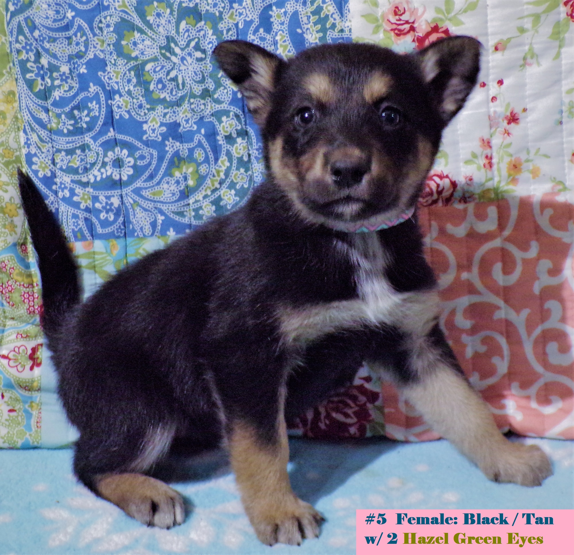 SIBERIAN HUSKY ELKHOUND PUPPIES ~ Blue or Green Eyes