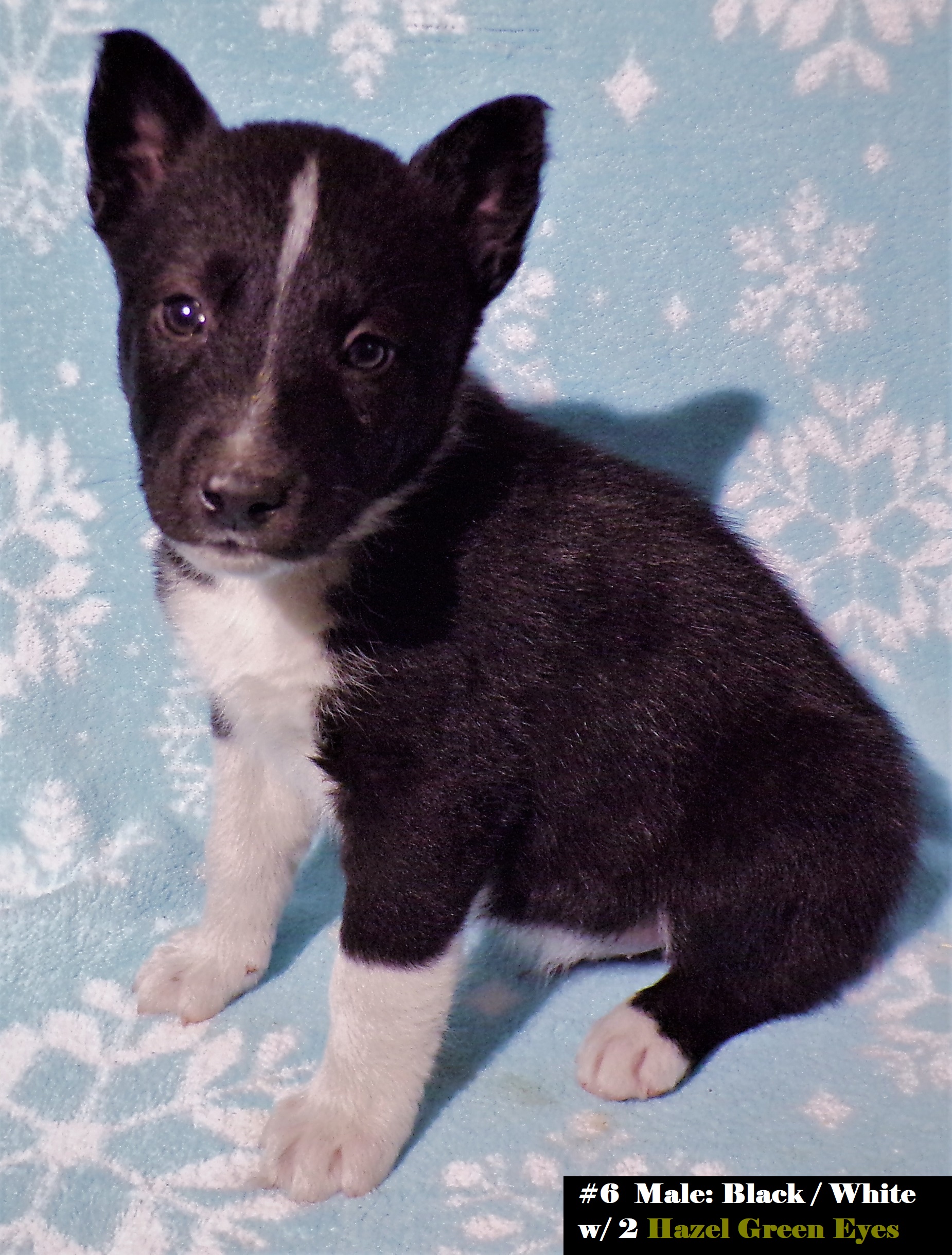 SIBERIAN HUSKY ELKHOUND PUPPIES ~ Blue or Green Eyes