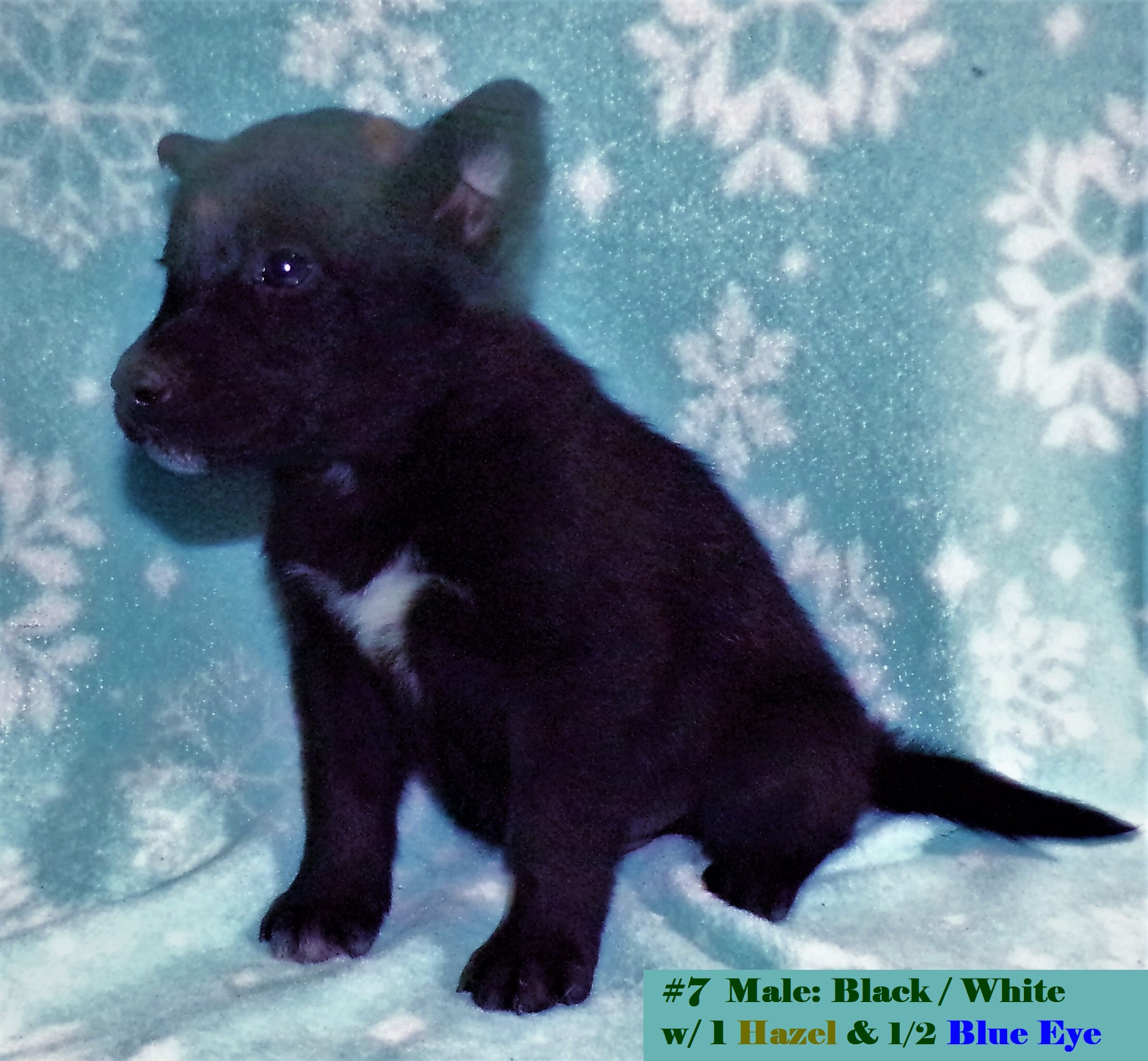 SIBERIAN HUSKY ELKHOUND PUPPIES ~ Blue or Green Eyes