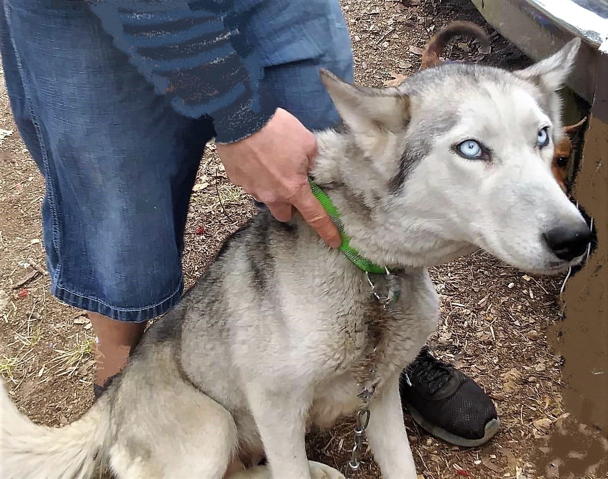 SIBERIAN HUSKY ELKHOUND PUPPIES ~ Blue or Green Eyes