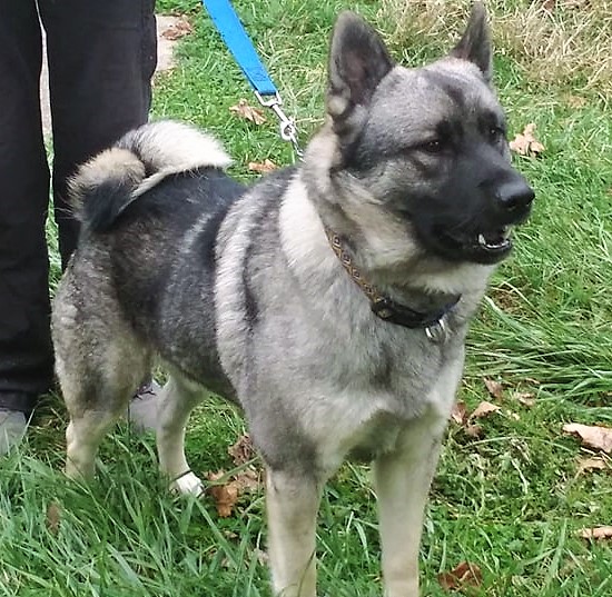 SIBERIAN HUSKY ELKHOUND PUPPIES ~ Blue or Green Eyes