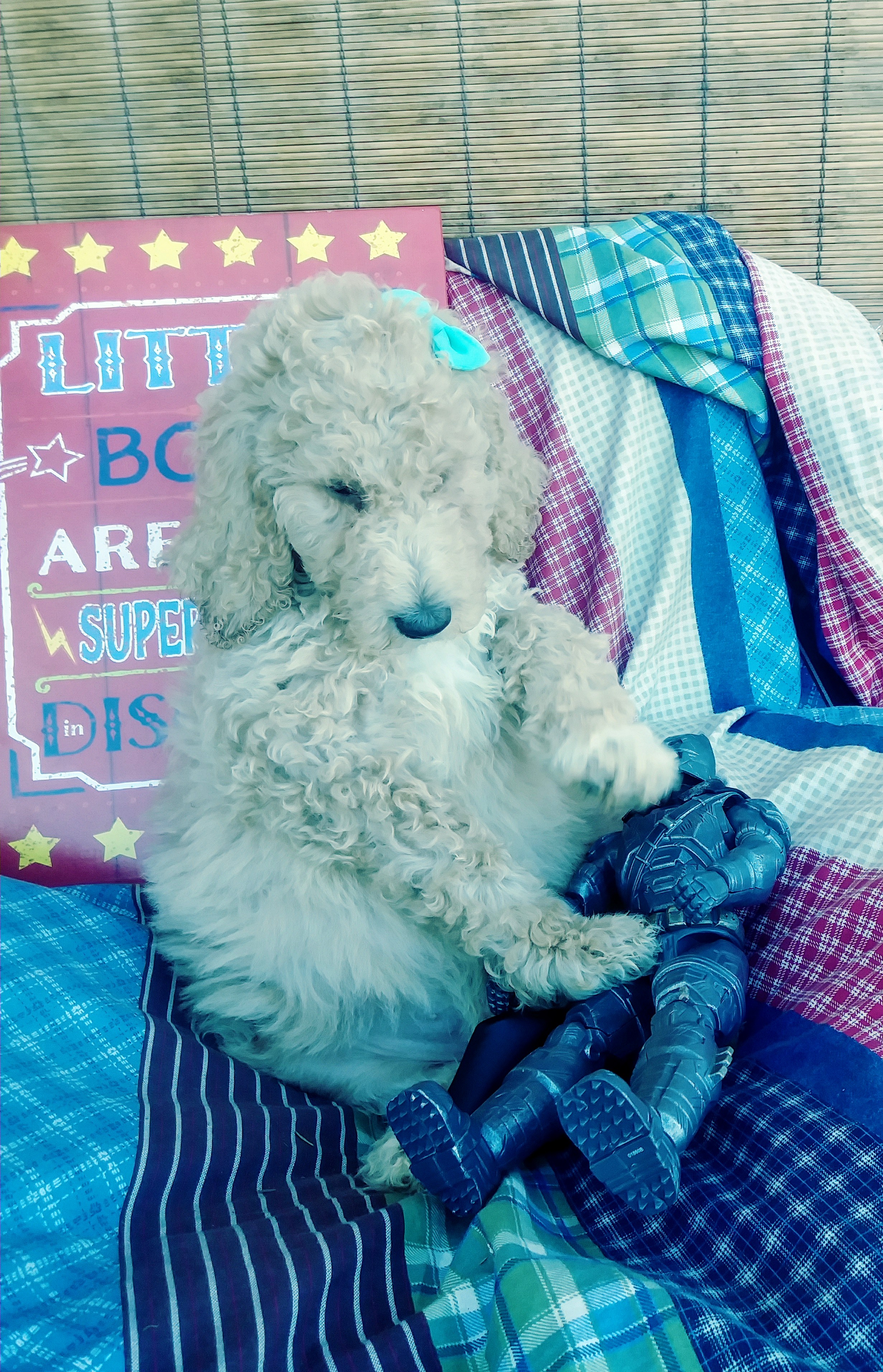 AKC standard poodle puppies!
