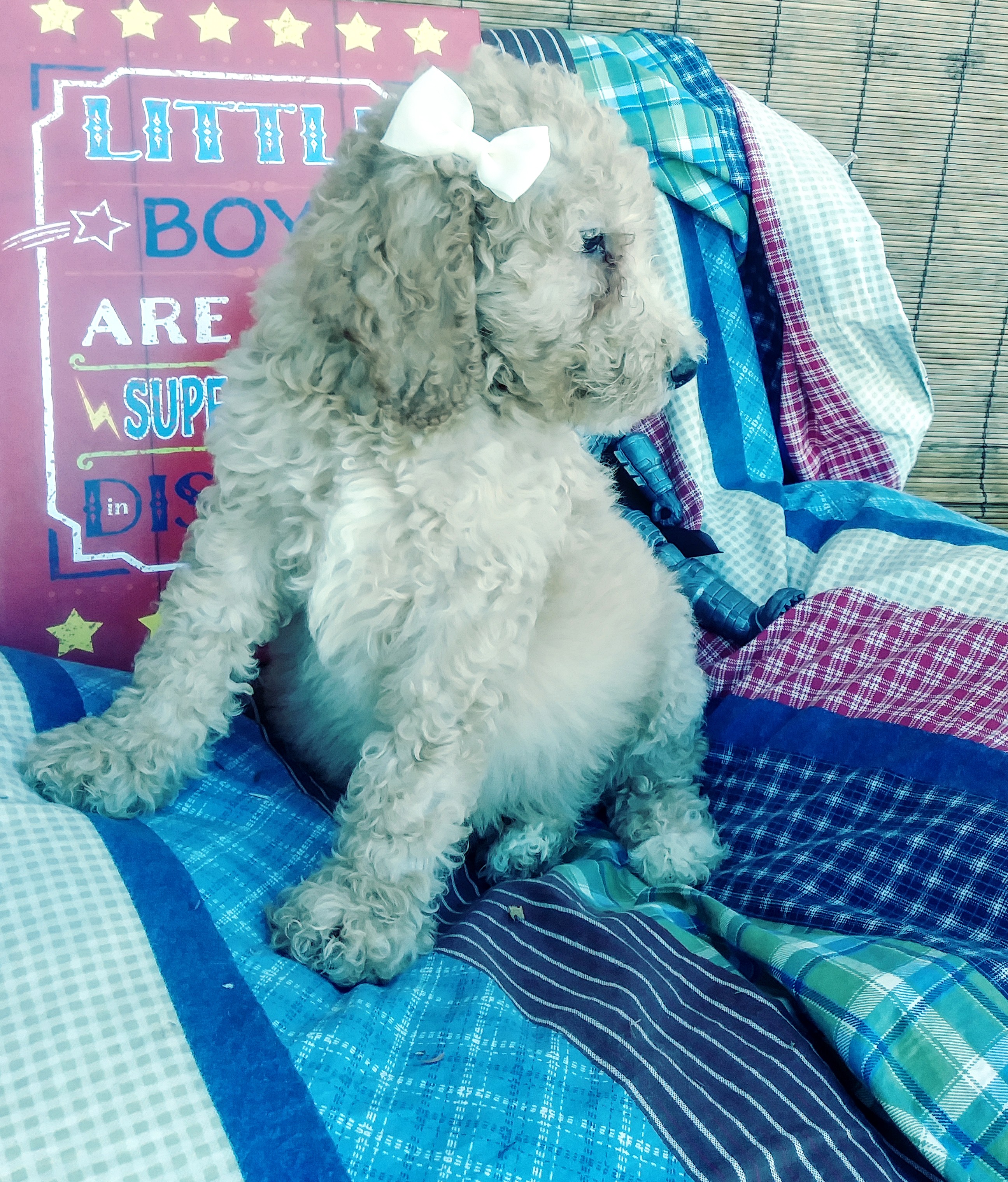 AKC standard poodle puppies!