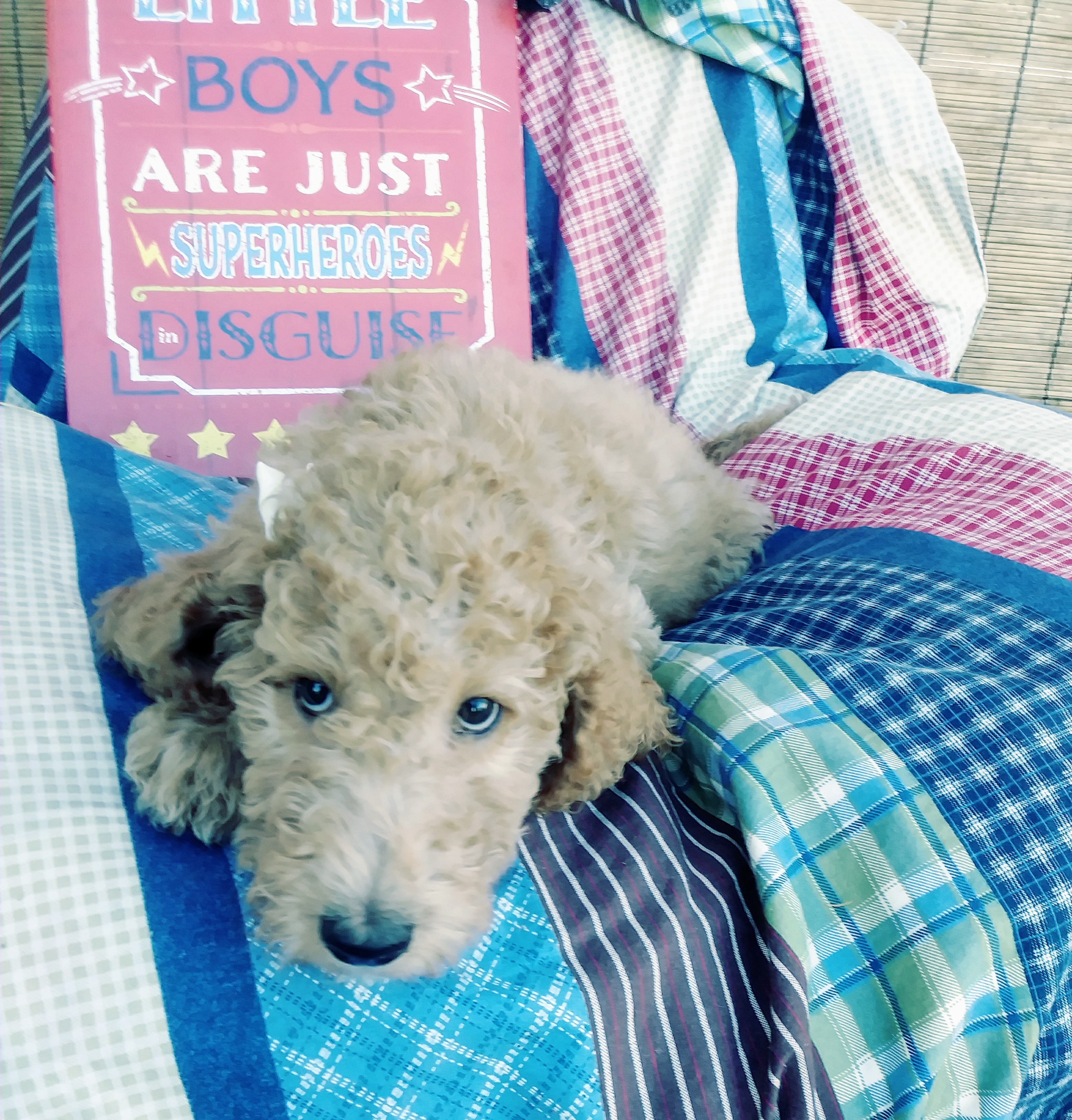 AKC standard poodle puppies!