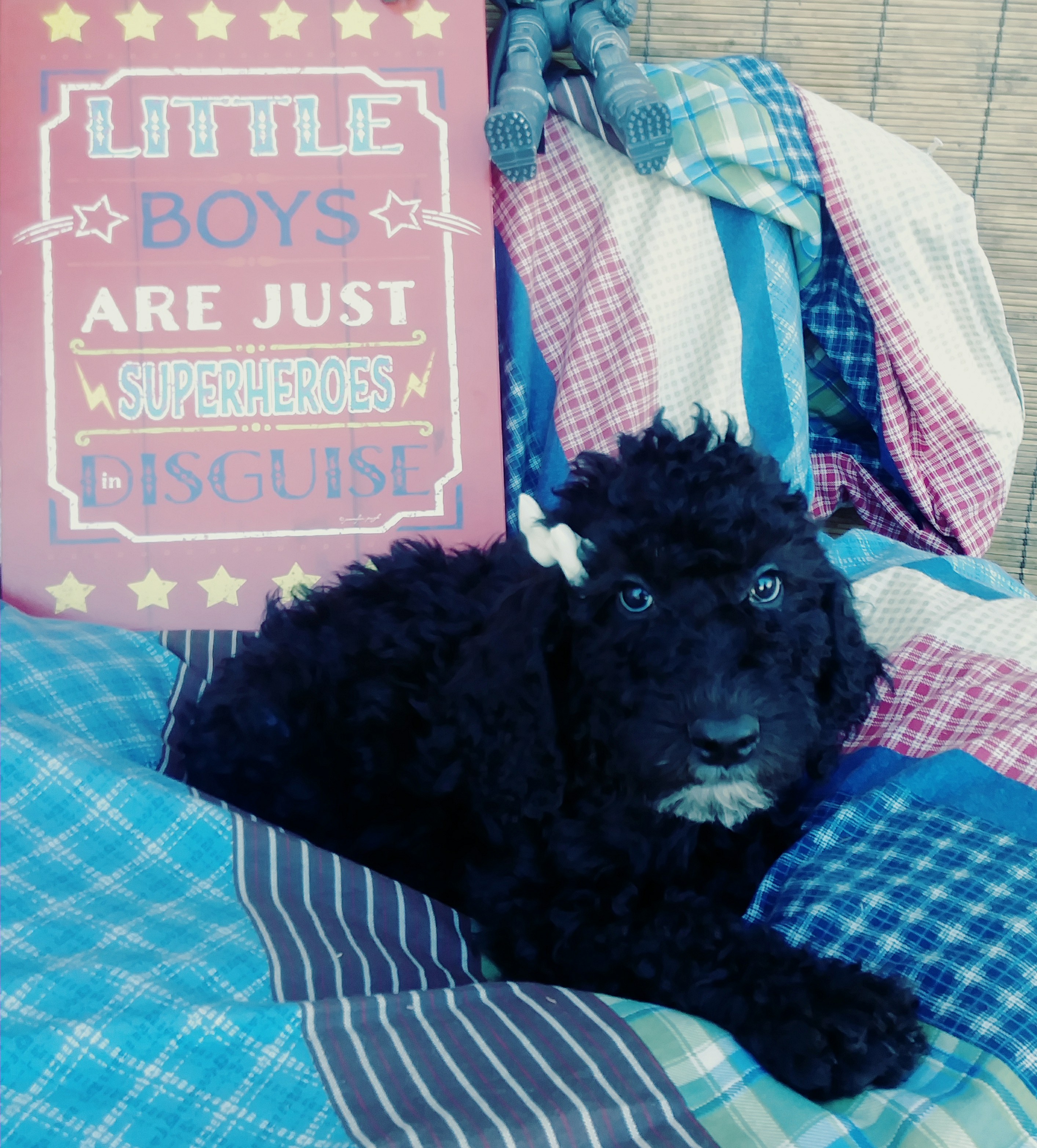 AKC standard poodle puppies!