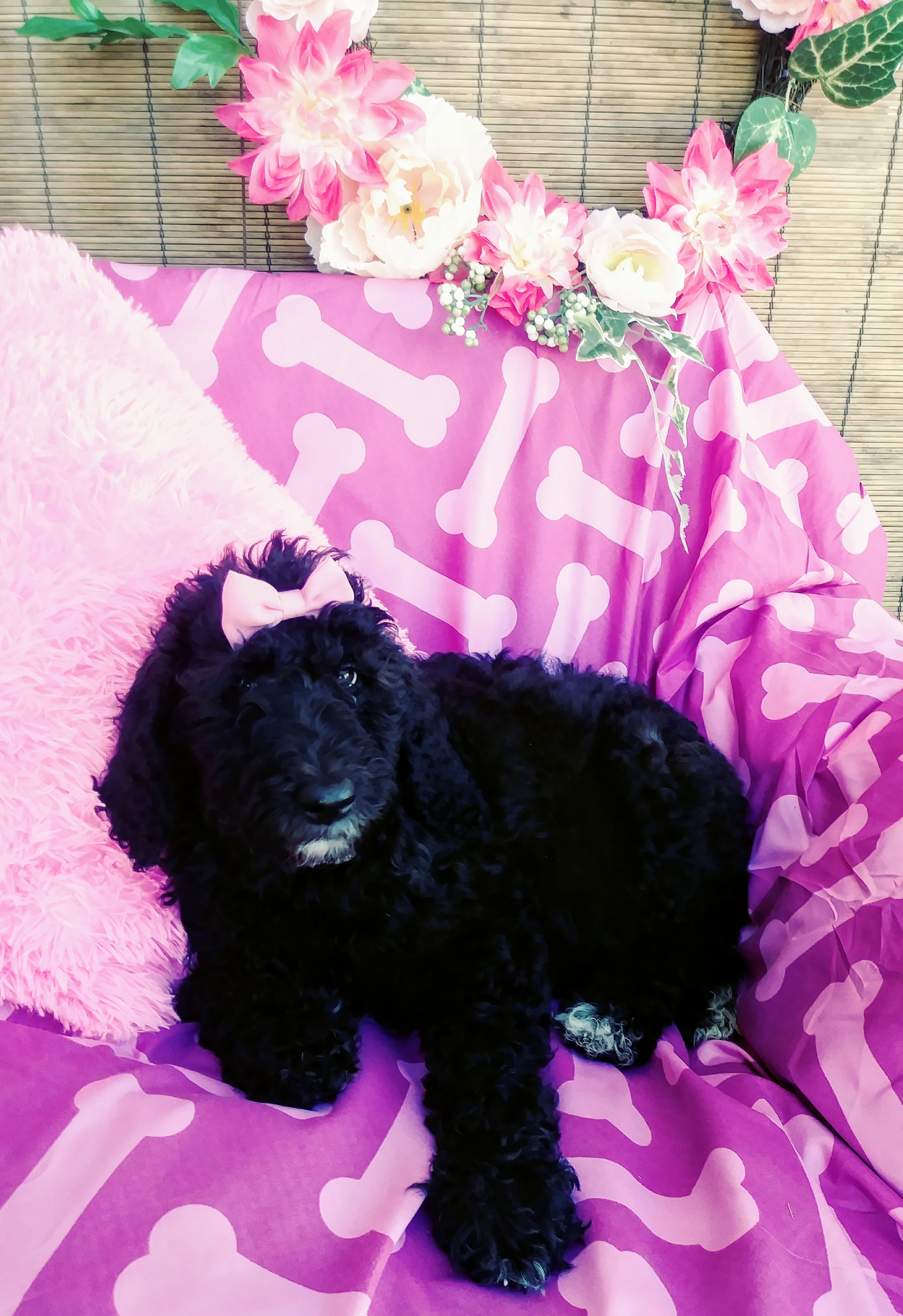 AKC standard poodle puppies!