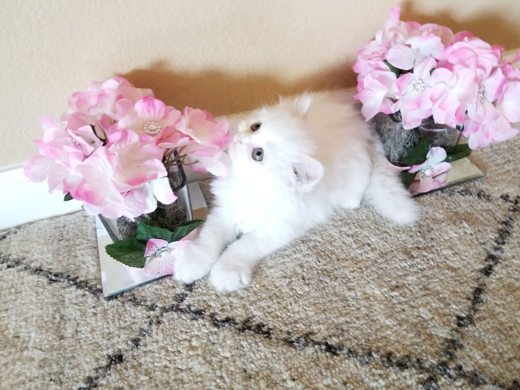 PERSIAN KITTEN