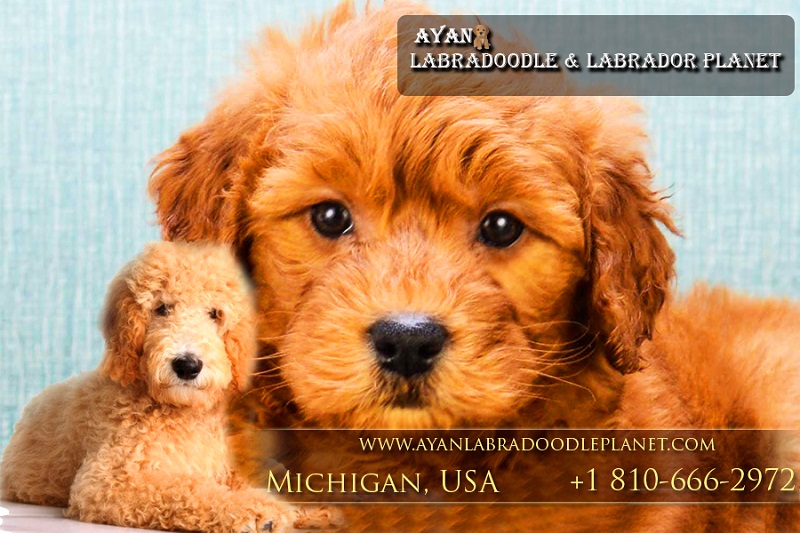 Pennysaver Australian Labradoodle Puppies For Sale Australian Labradoodle Ayanlabradoodleplanet In Wayne Michigan Usa