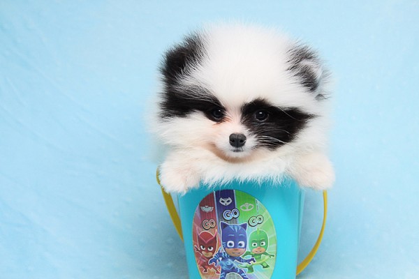 Cute Adorable Tiny Teacup Pomeranian Puppies For Sale in Las Vegas