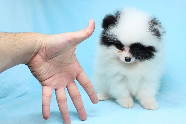Cute Adorable Tiny Teacup Pomeranian Puppies For Sale in Las Vegas