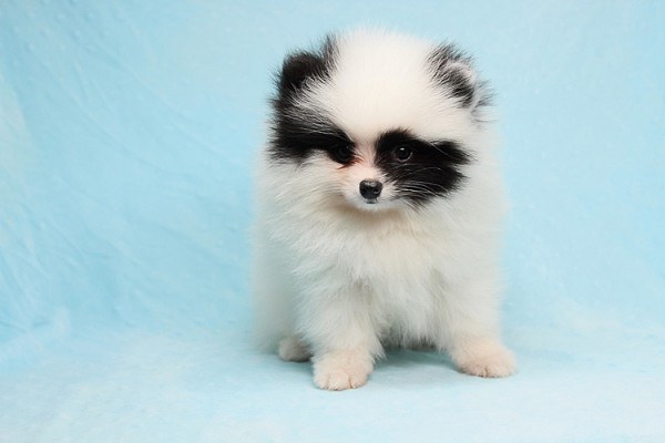 Cute Adorable Tiny Teacup Pomeranian Puppies For Sale in Las Vegas