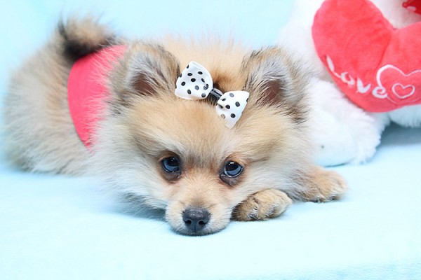 Cute Adorable Tiny Teacup Pomeranian Puppies For Sale in Las Vegas