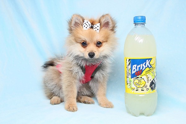 Cute Adorable Tiny Teacup Pomeranian Puppies For Sale in Las Vegas