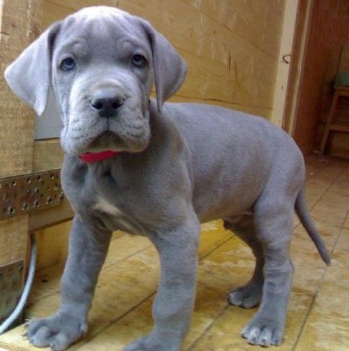 adorable male and female blue great dane
