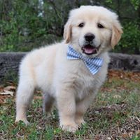 Nice  male and female golden retriever
