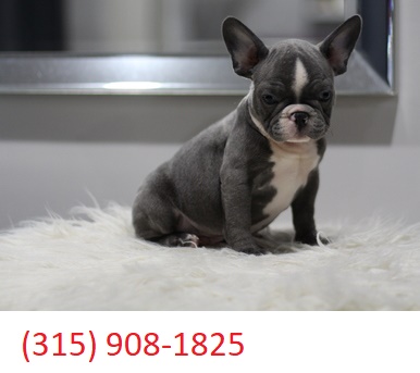 Pennysaver Potty Trained Male And Female French Bulldog Puppies For Sale In Kern California Usa