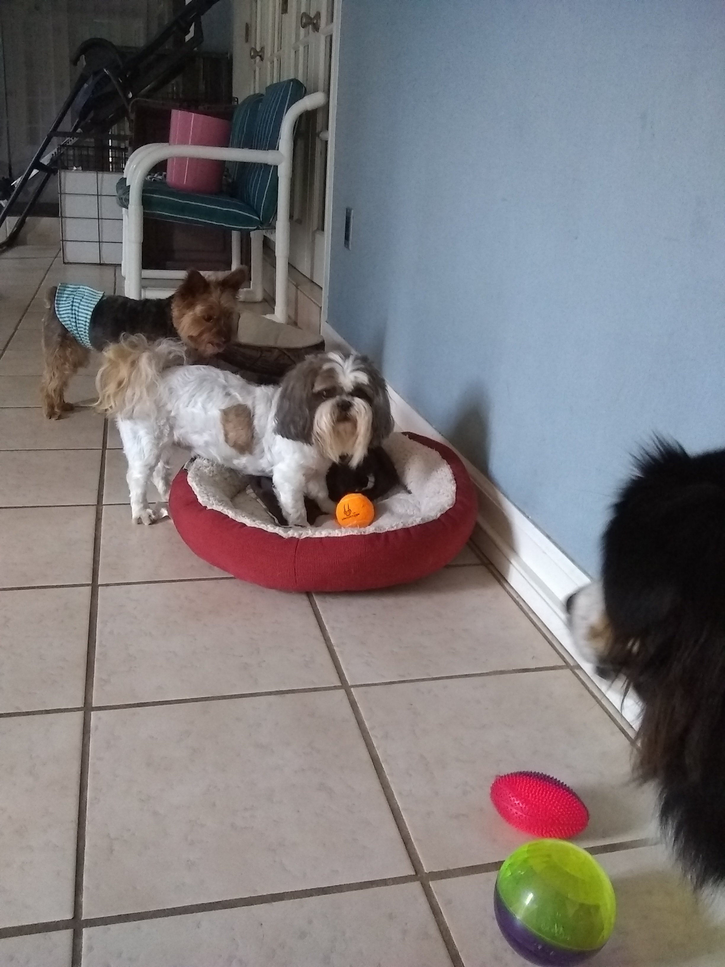 KENNEL FREE boarding & doggie daycare