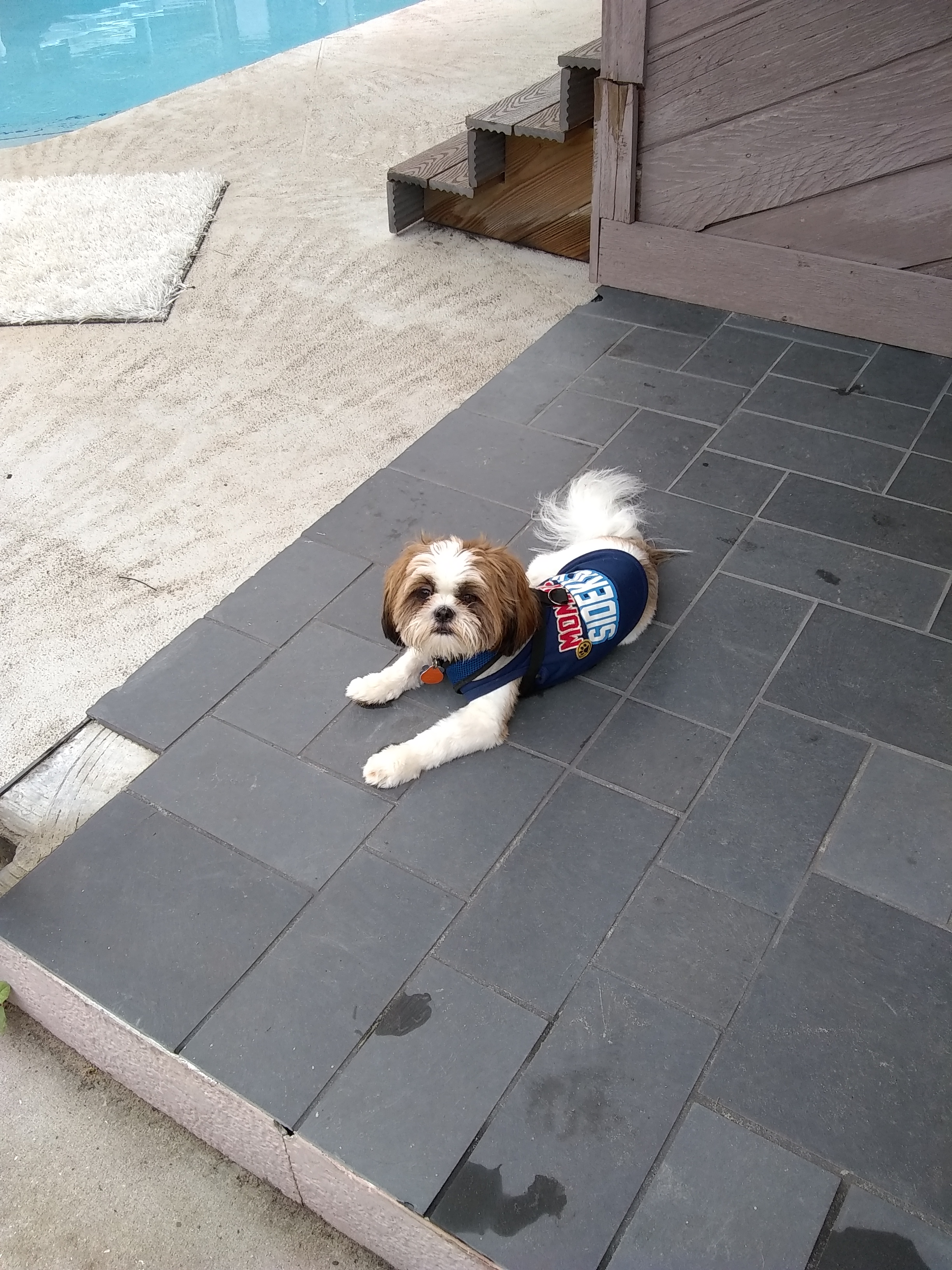KENNEL FREE boarding & doggie daycare
