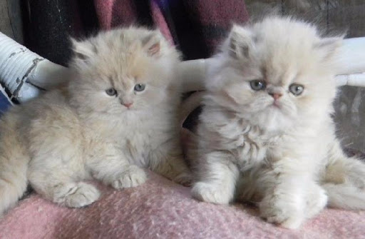 Pennysaver Home Raised Persian Kittens In Santa Cruz California Usa