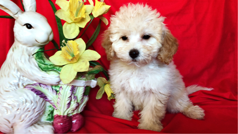 ADORABLE MALTESE MIXED WITH POODLE !