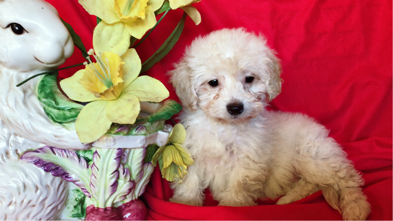 ADORABLE MALTESE MIXED WITH POODLE !