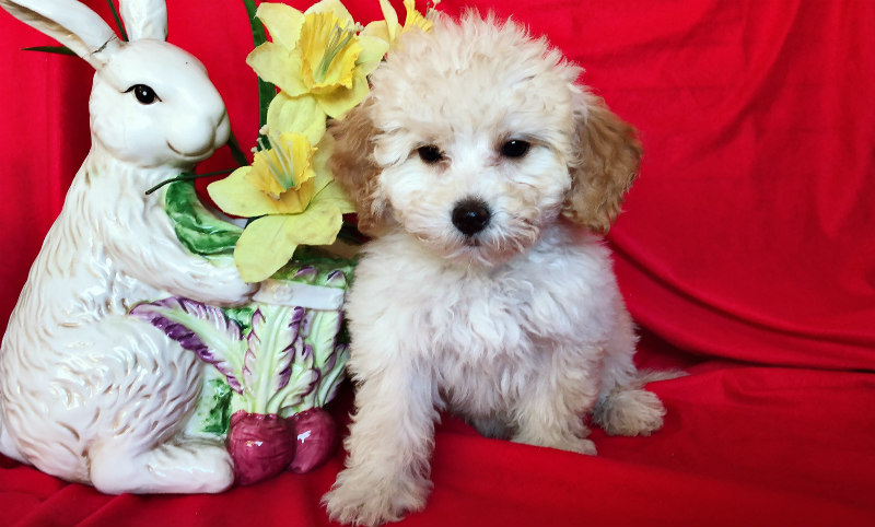 ADORABLE MALTESE MIXED WITH POODLE !