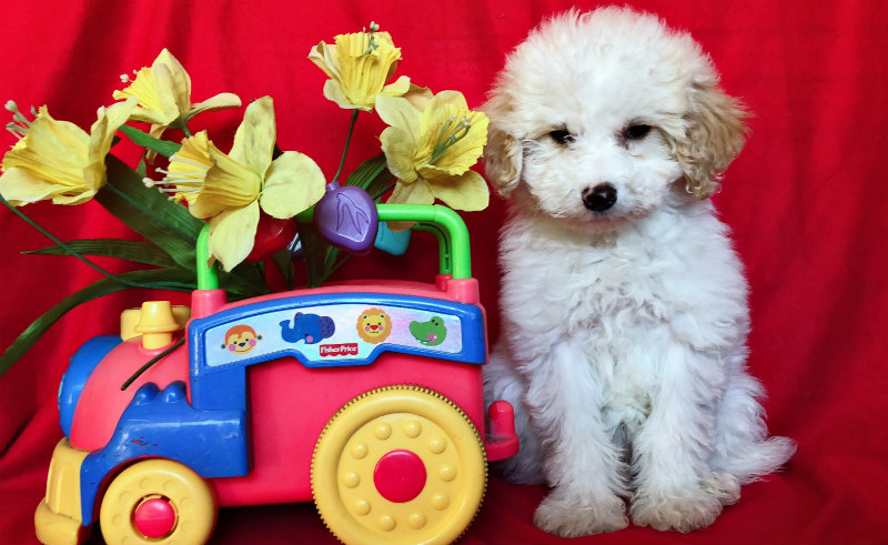 ADORABLE MALTESE MIXED WITH POODLE !