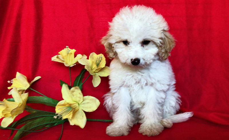 ADORABLE MALTESE MIXED WITH POODLE !