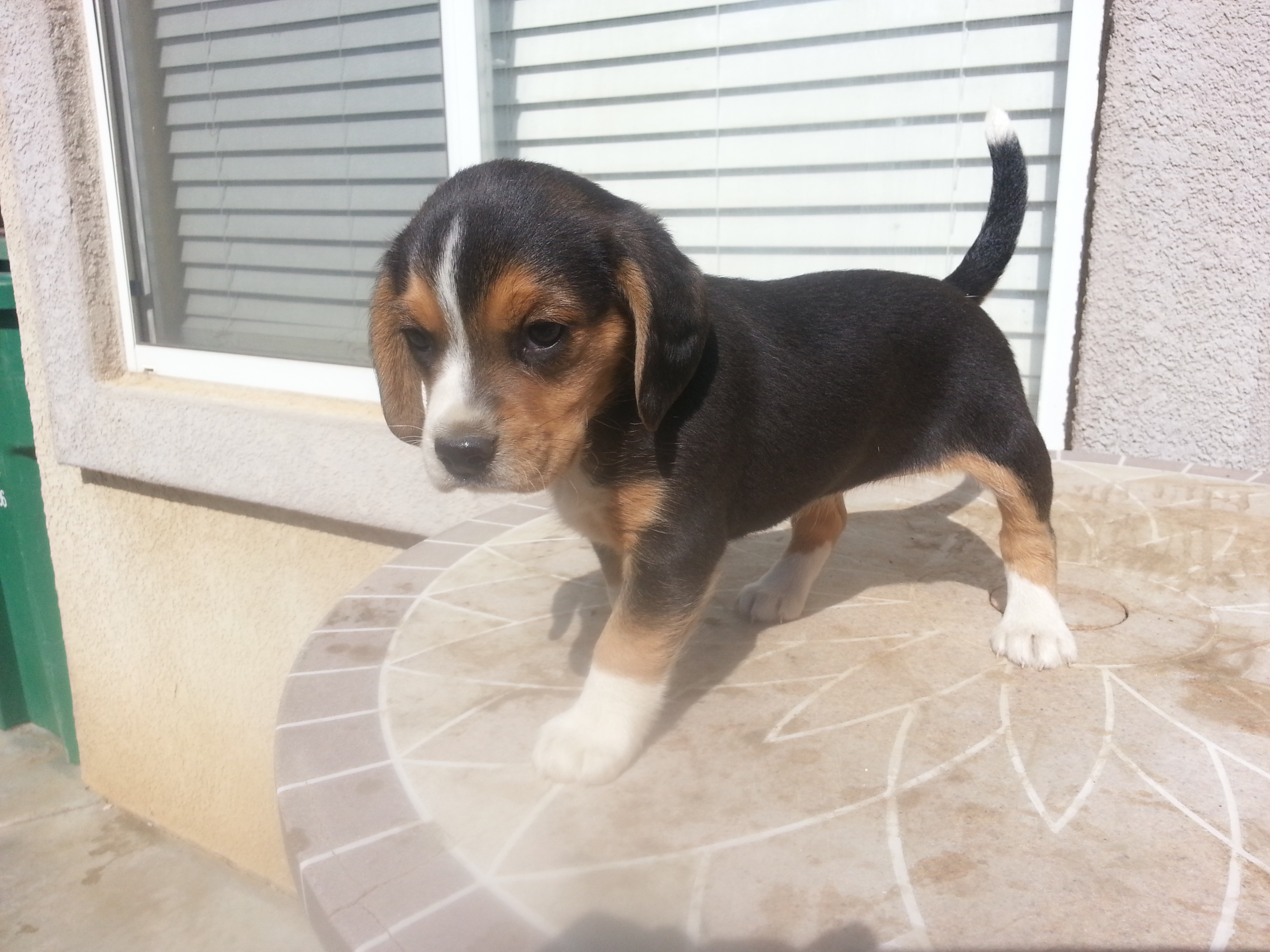 PUREBRED BEAGLE PUPPIES
