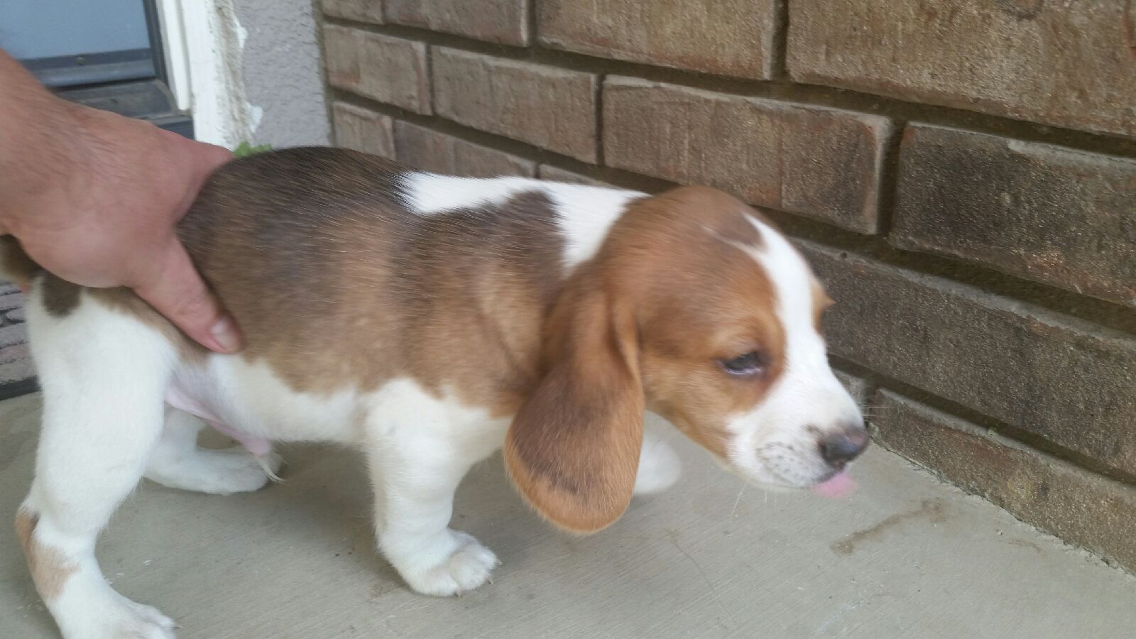 PUREBRED BEAGLE PUPPIES