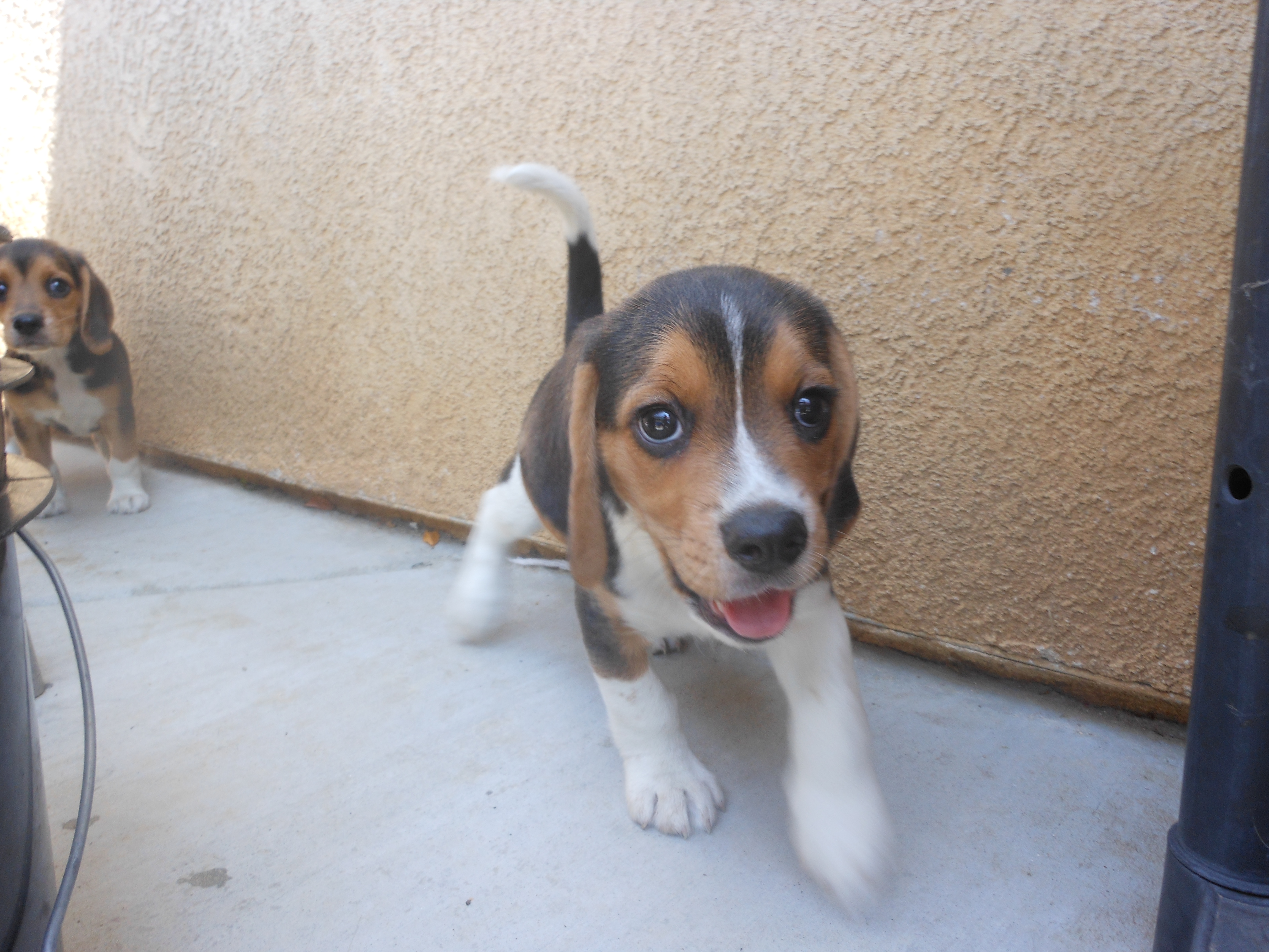 PUREBRED BEAGLE PUPPIES