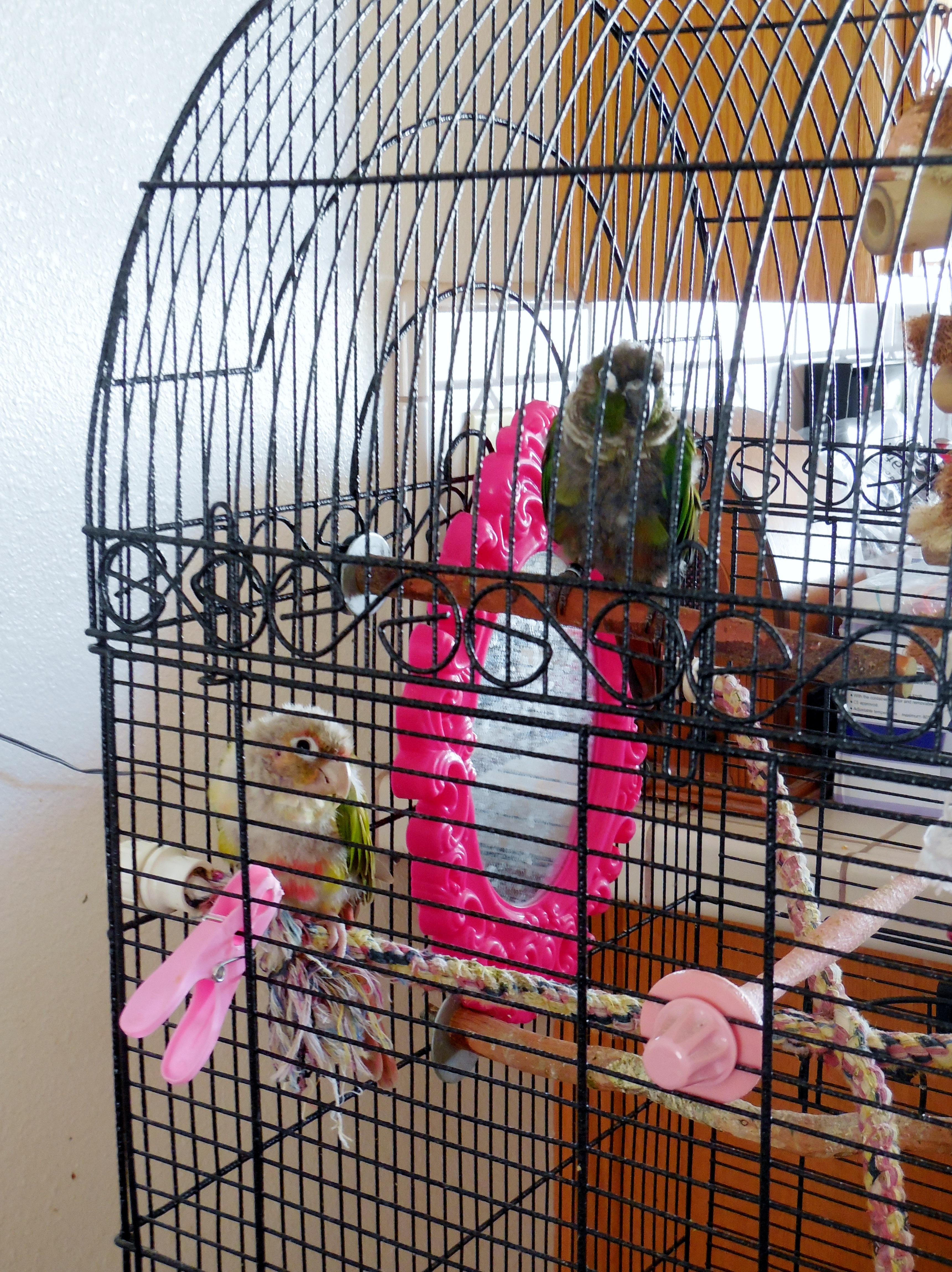 Moving - Rehome 2 young female conures