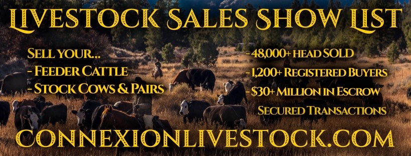 Cattle for Sale in Montana | Connexion Livestock