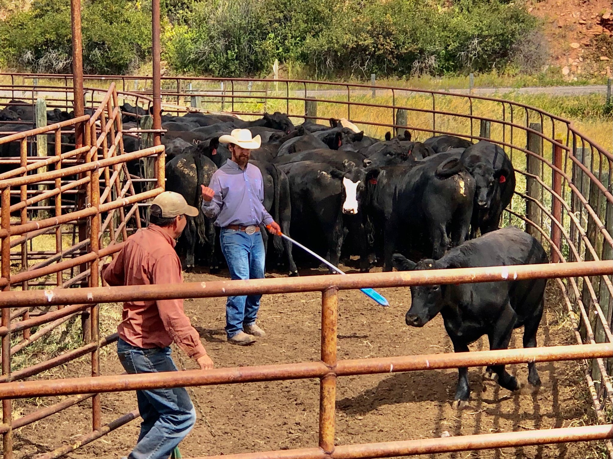 Cattle for Sale in Montana | Connexion Livestock