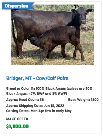 Cattle for Sale in Montana | Connexion Livestock