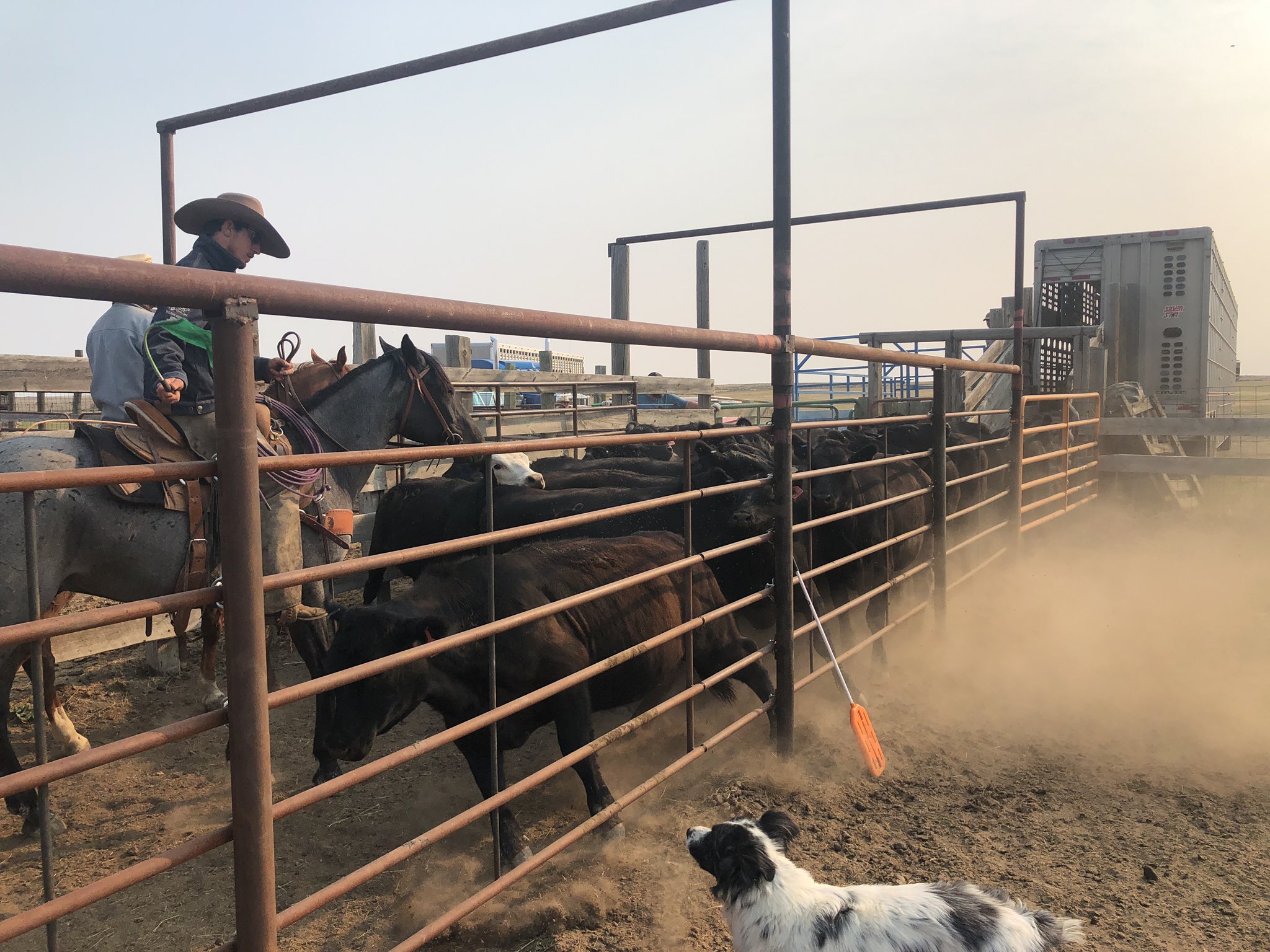 Cattle for Sale in Montana | Connexion Livestock