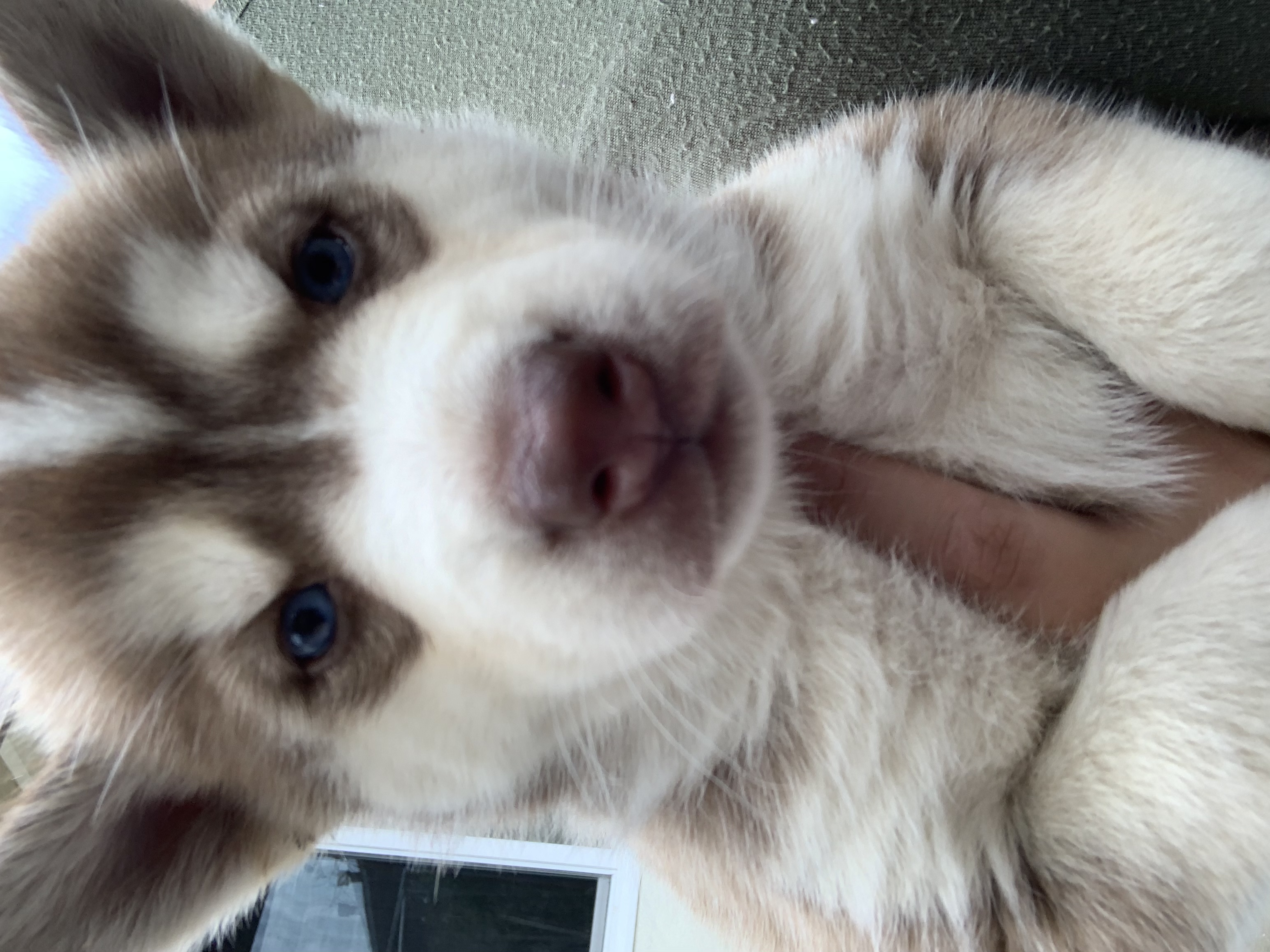 Siberian Husky Puppies For Adoption - All You Need Infos