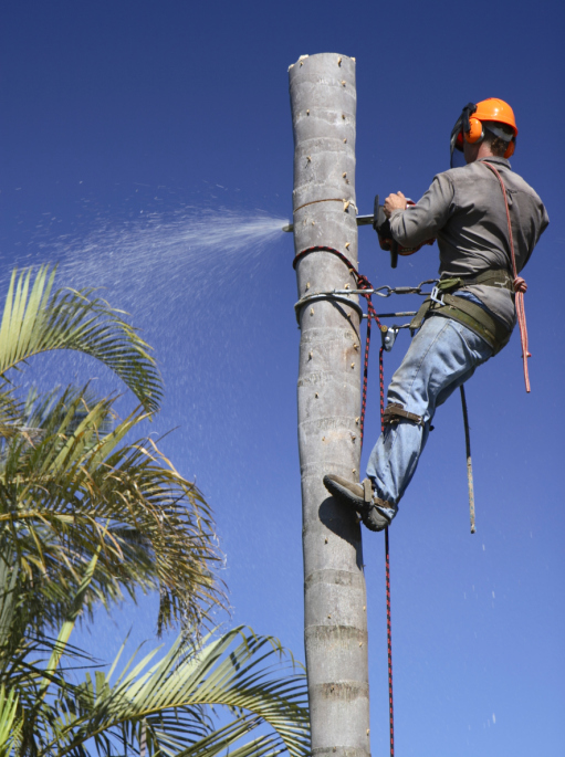 Newman Tree Services