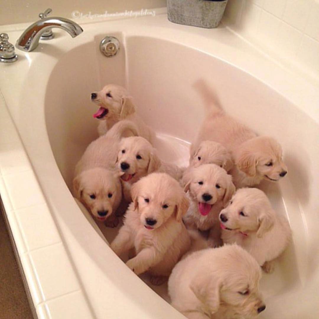 Golden Retriever Puppies For New Homes