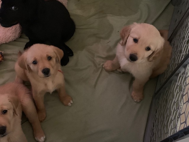 Goldadore Puppies