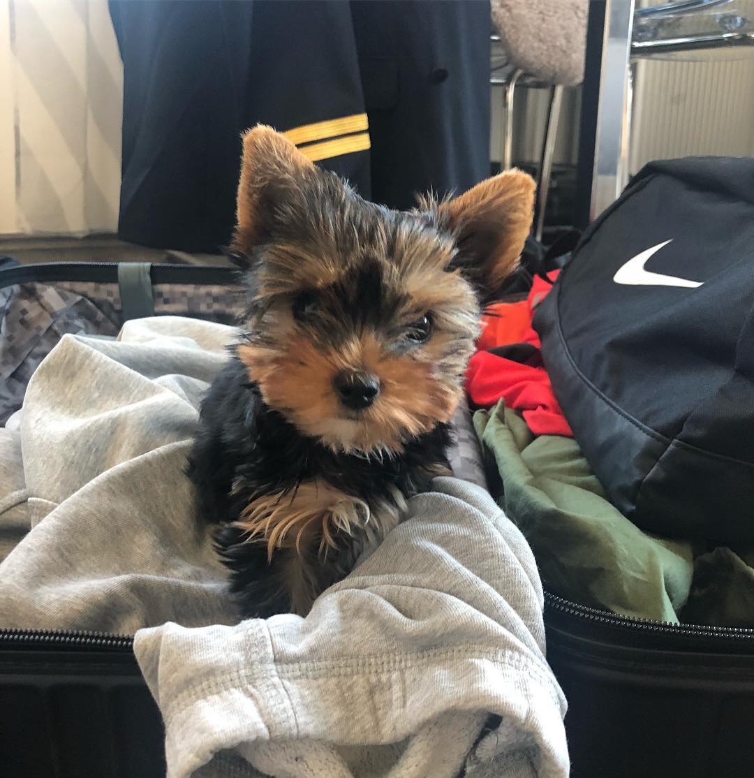 Yorkshire terrier puppies for sale