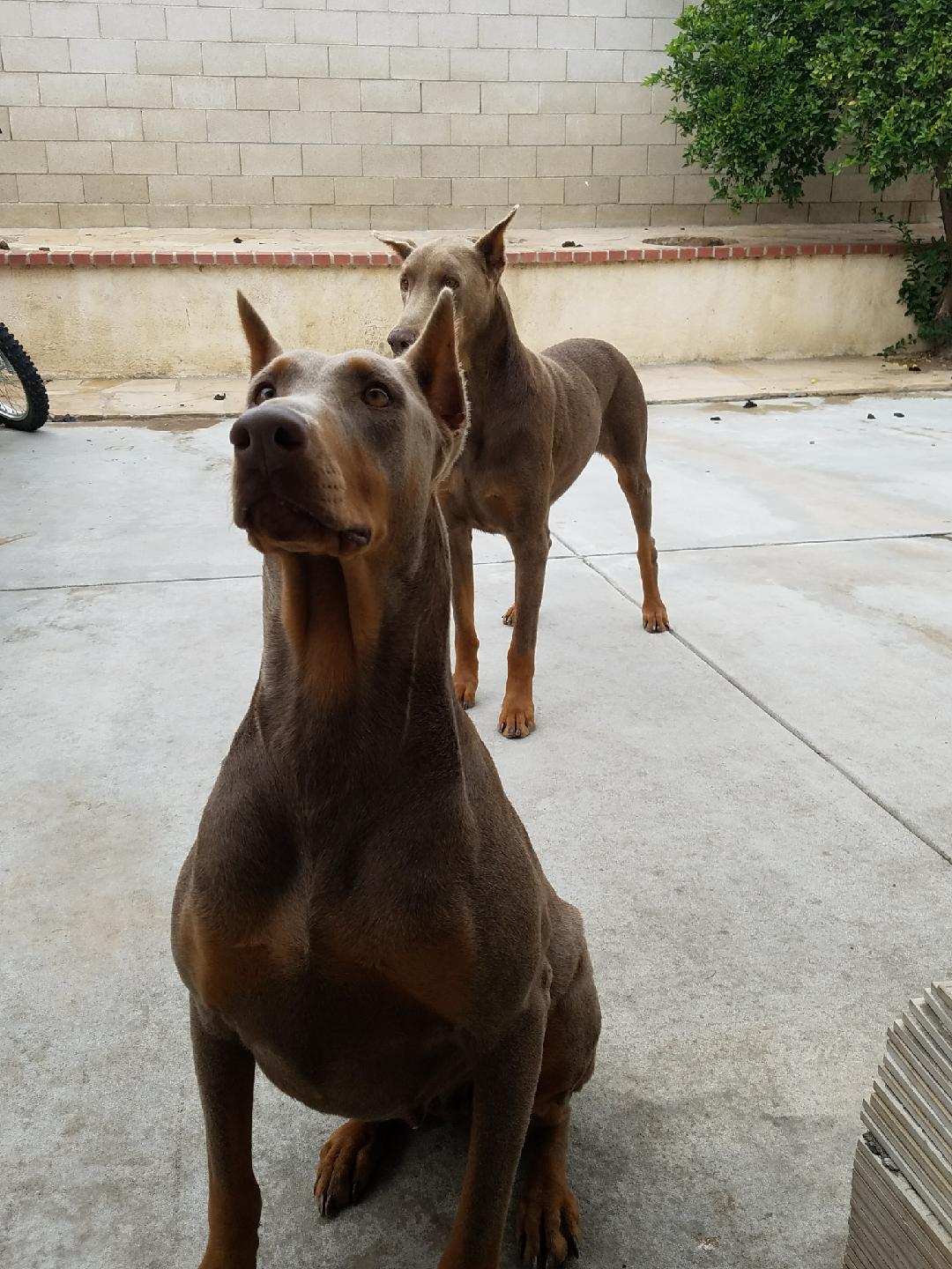 Doberman stud