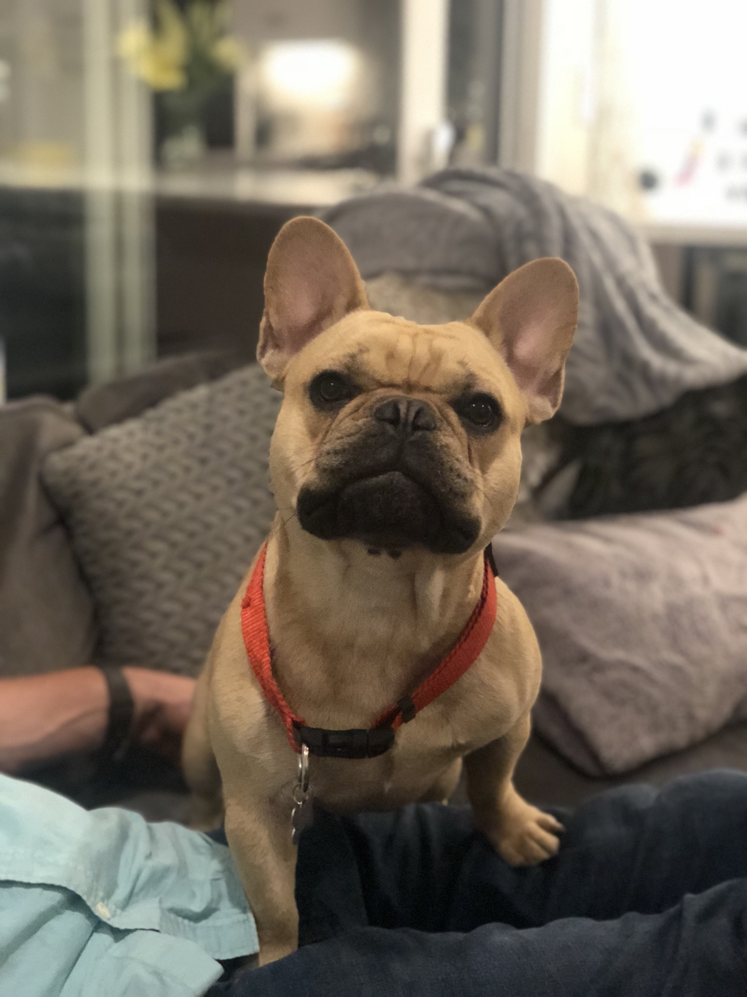 PennySaver AKC Fawn French Bulldog for stud service in