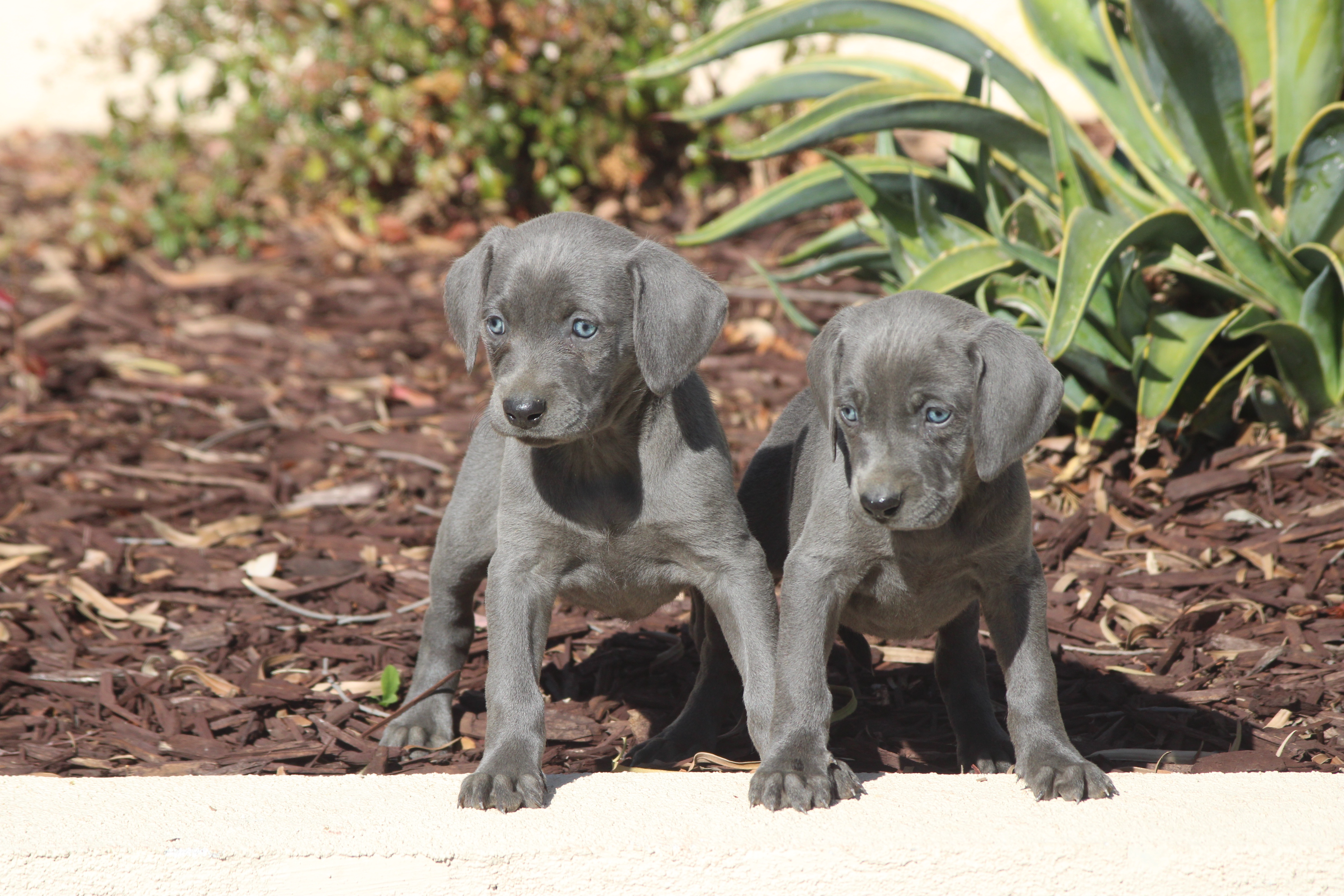 Weimaraner & Irish setter hybrid