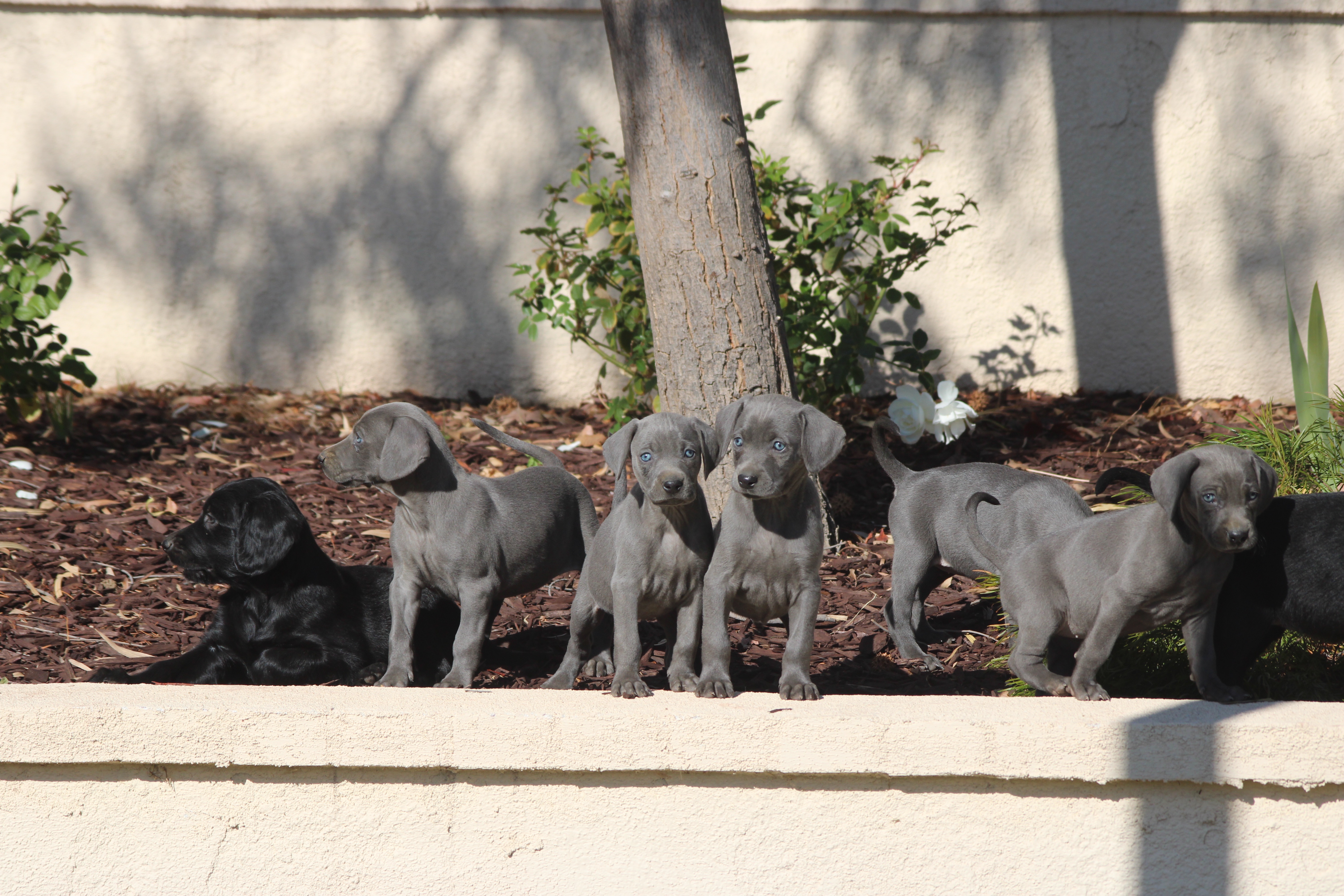 Weimaraner & Irish setter hybrid
