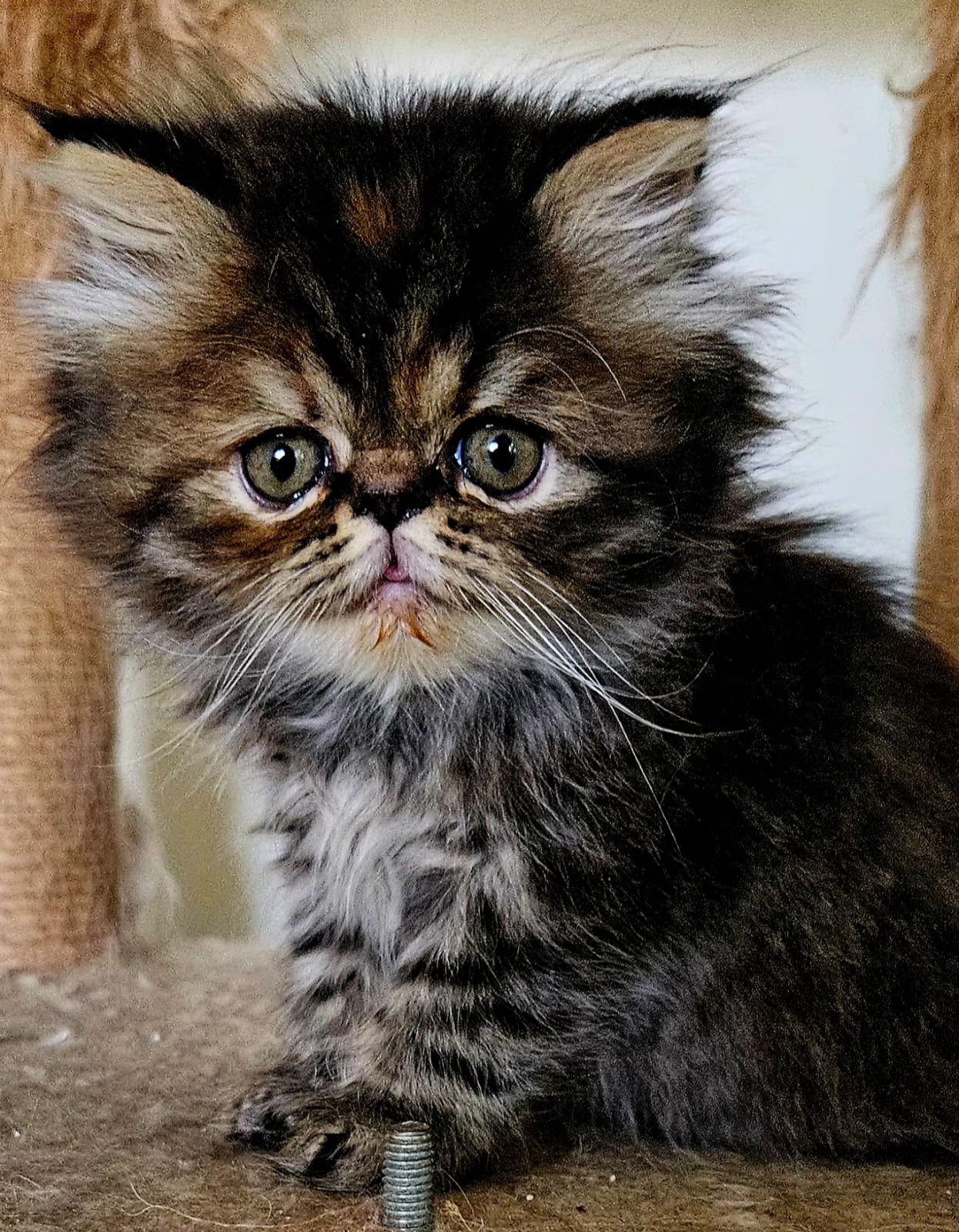 Persian Cats