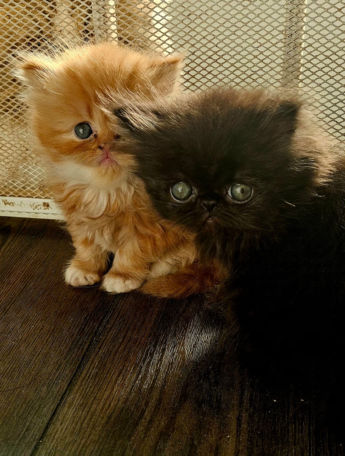 Persian Cats