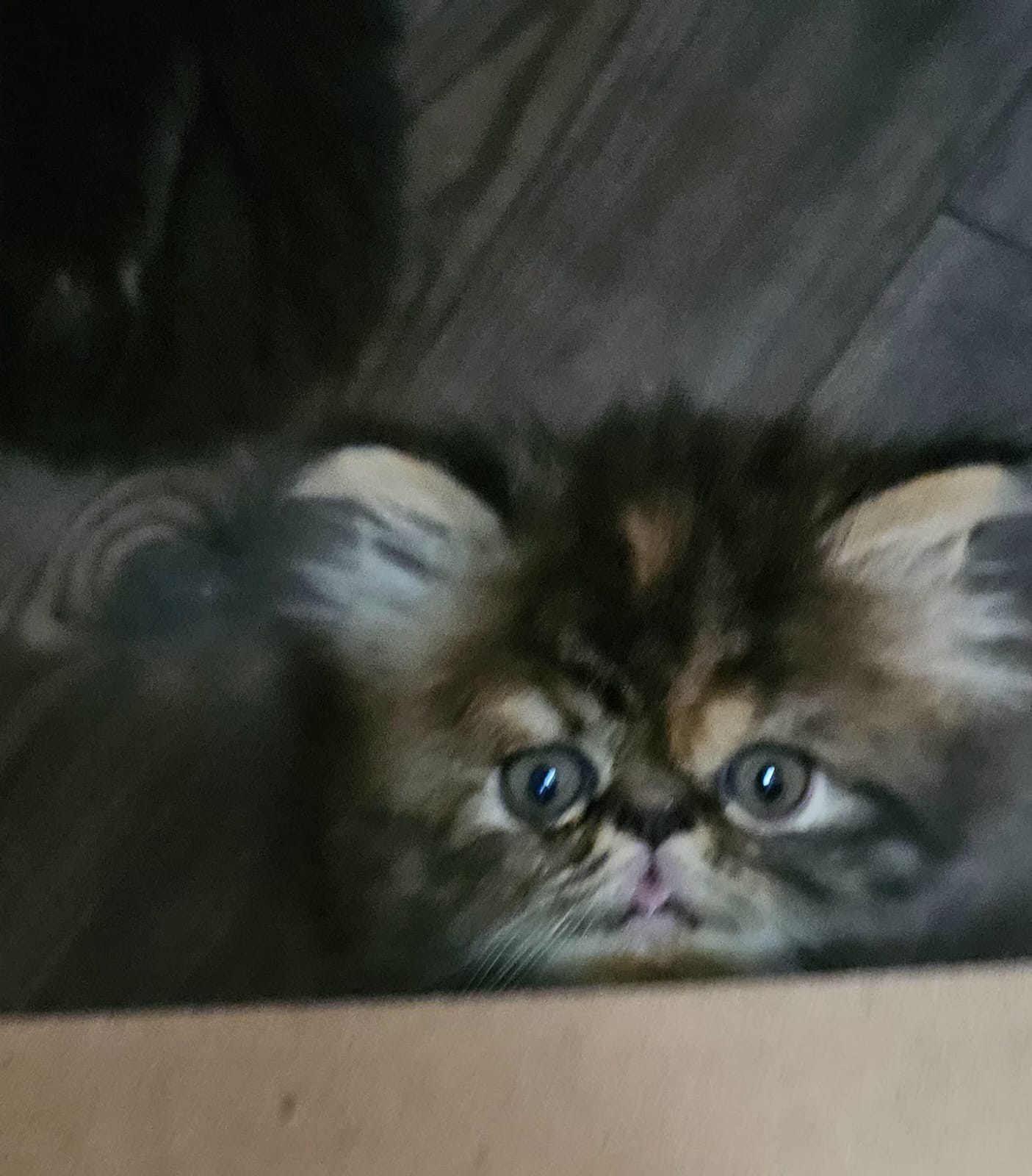 Persian Cats