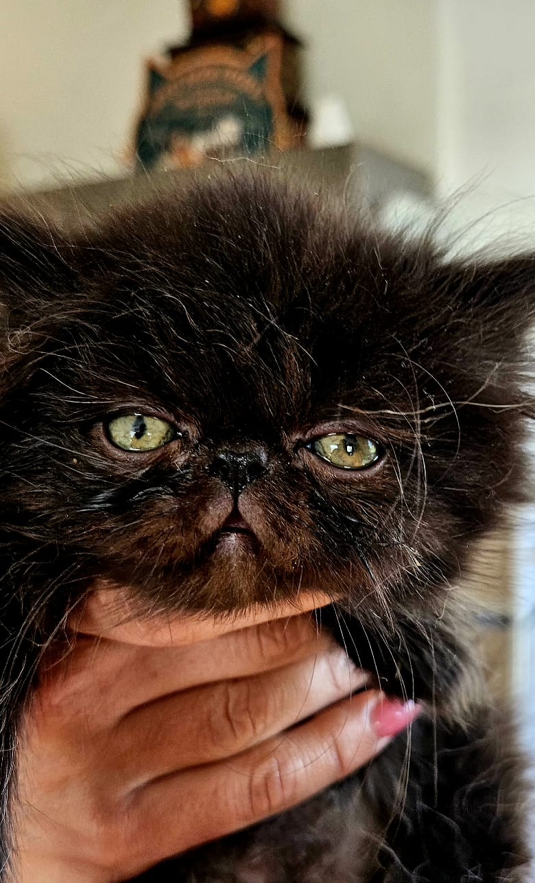 Persian Cats